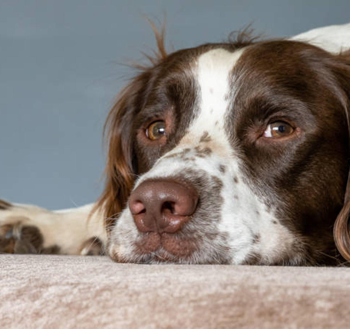 Sleepy English Springer Spaniel looking at camera half asleep laying down red design element
